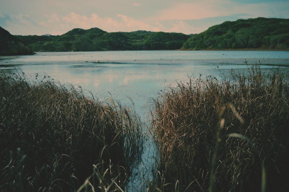 Free Image of Calming lake view with tall grass 