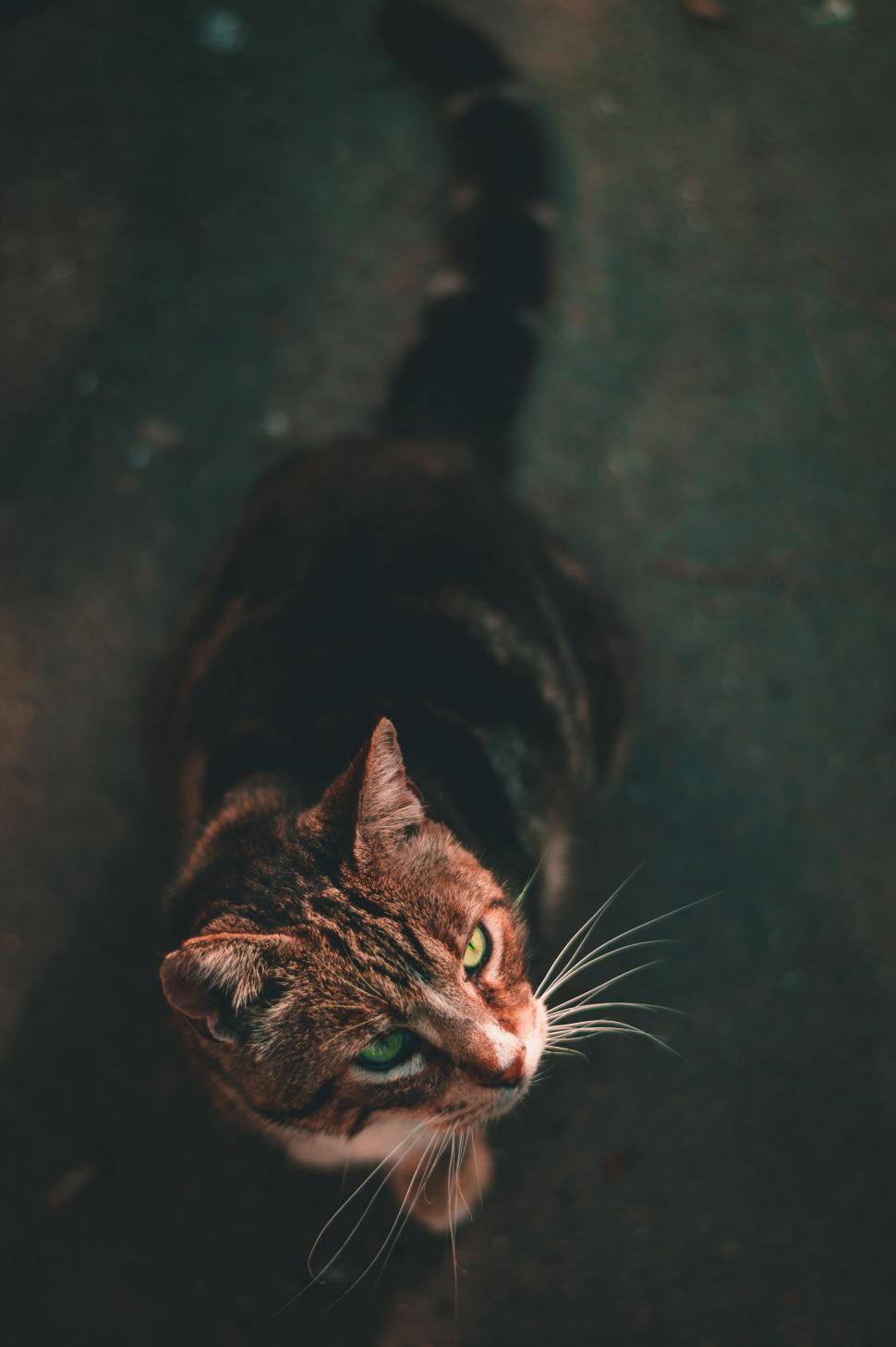 Free Image of Domestic cat gazing upwards with intense eyes 