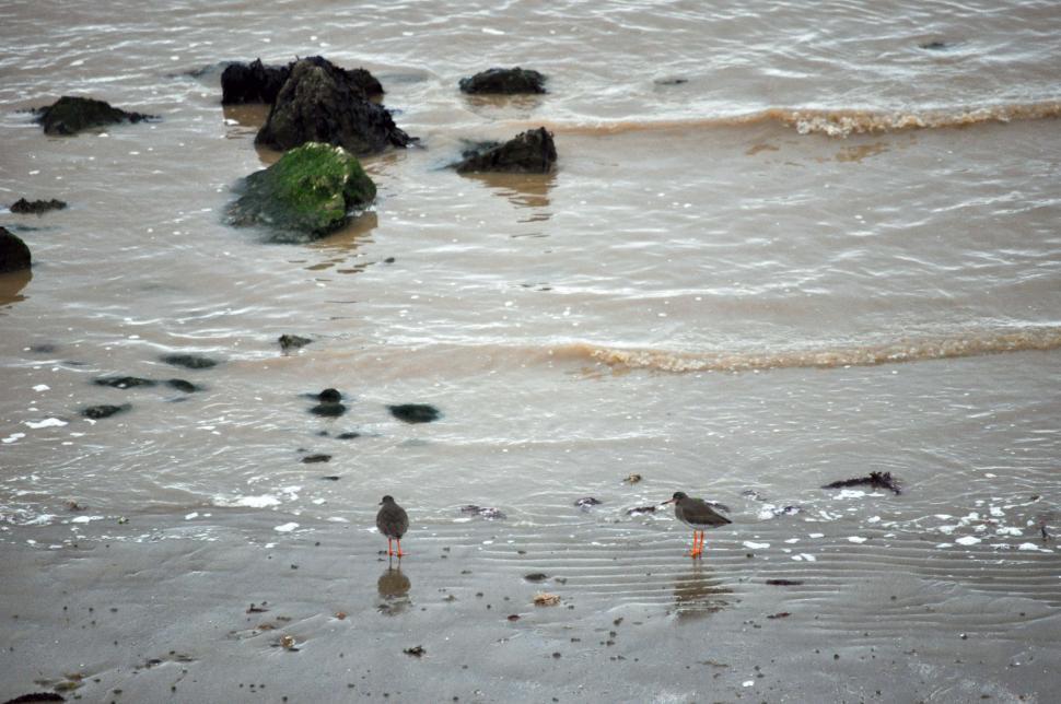 Free Image of Reculver gulls on beach 