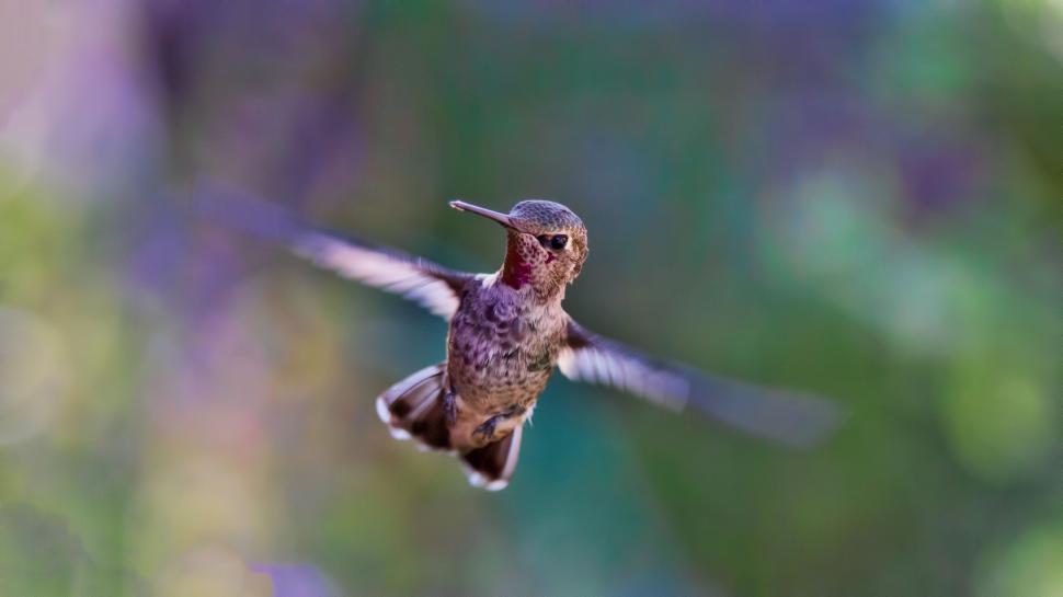 Free Image of Hummingbird in mid-flight with blurred background 