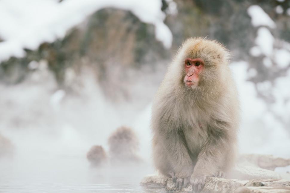 Free Image of Japanese macaque bathing in hot spring 