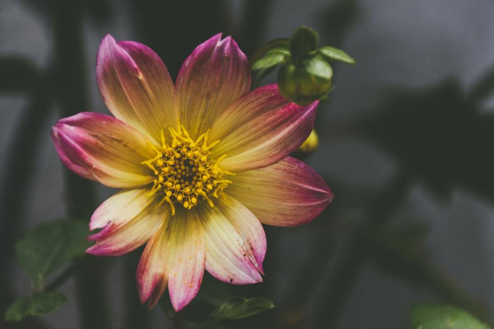 Free Image of Beautiful pink and yellow dahlia flower 
