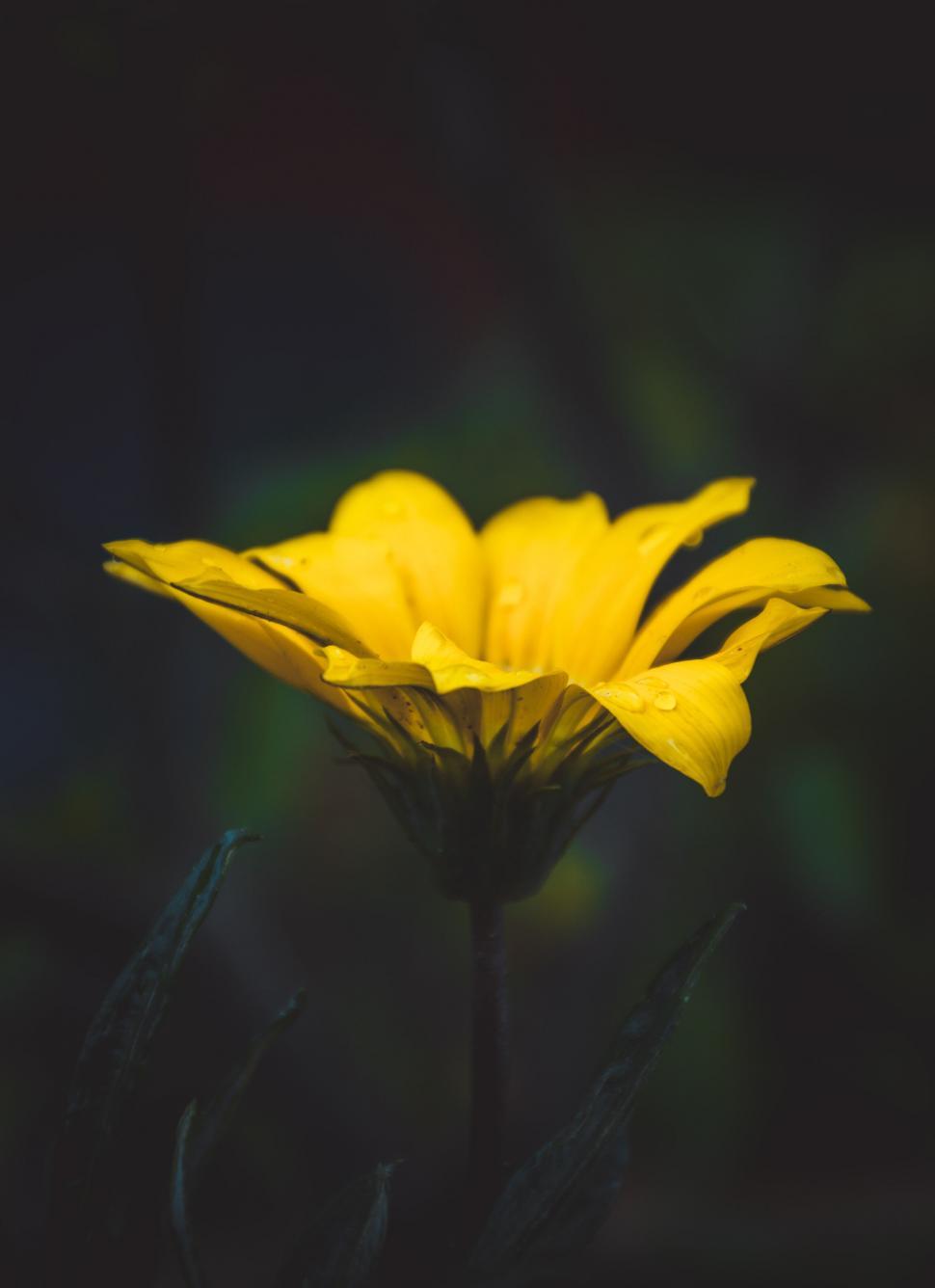 Free Image of Vivid yellow flower isolated on dark background 