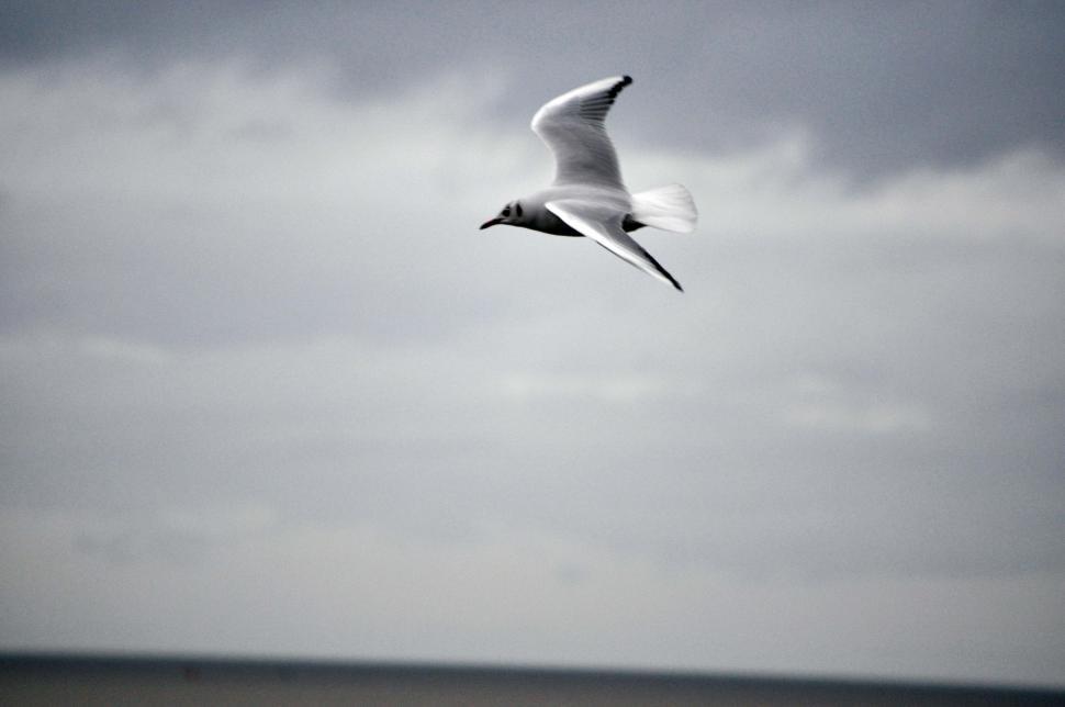 Free Image of Reculver seagulls in Winter 9 