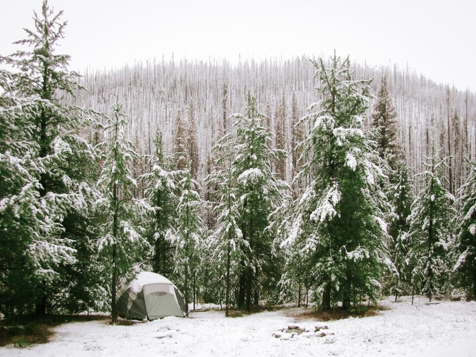 Free Image of Snow-covered trees with a camping tent 