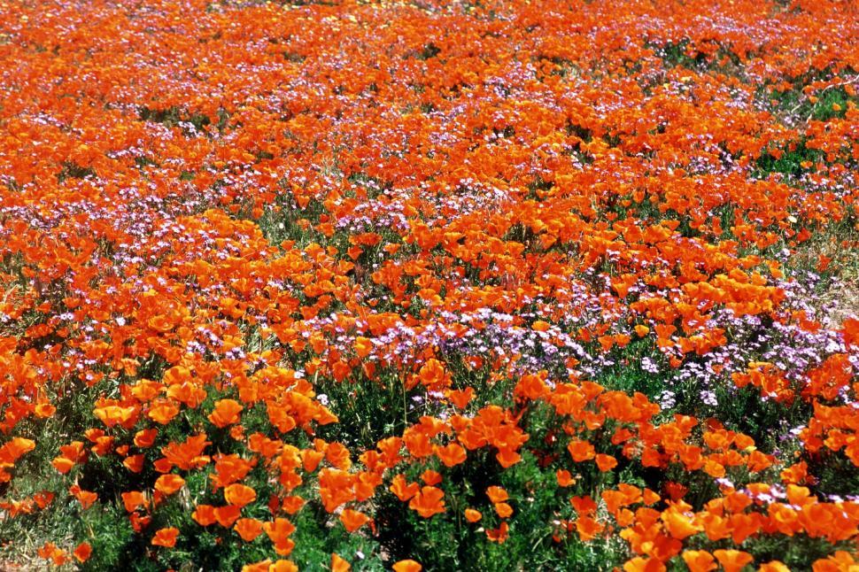 Free Image of Field Filled With Orange and White Flowers 