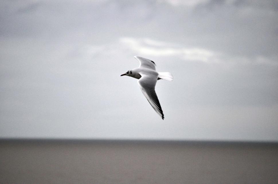 Free Image of Reculver seagulls in Winter2 