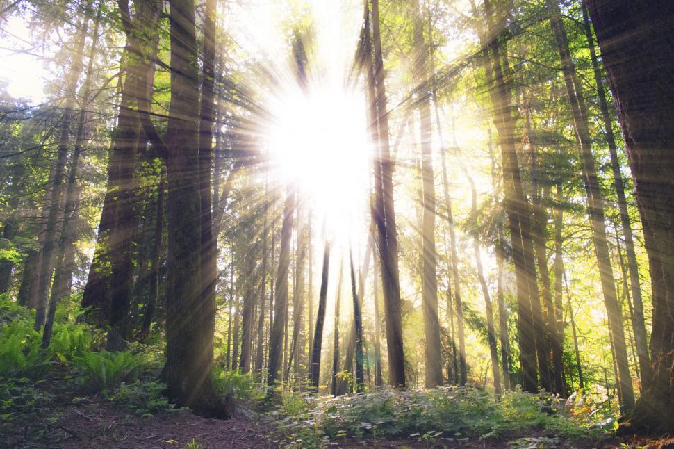 Free Image of Sunlight filtering through trees in dense woods 