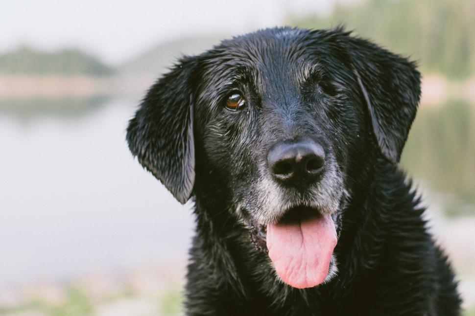 Free Image of Wet black dog with tongue out smiling 