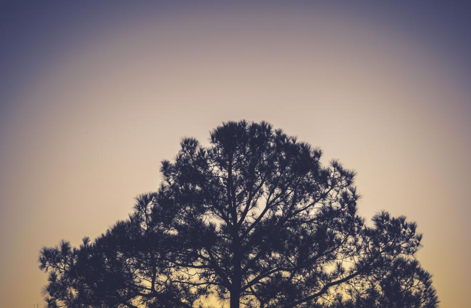 Free Image of Silhouette of a tree against twilight sky 