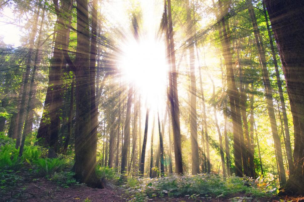 Free Image of Sunrays piercing through misty forest trees 