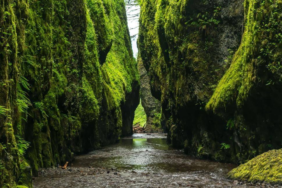 Free Image of Verdant moss-covered canyon with river 