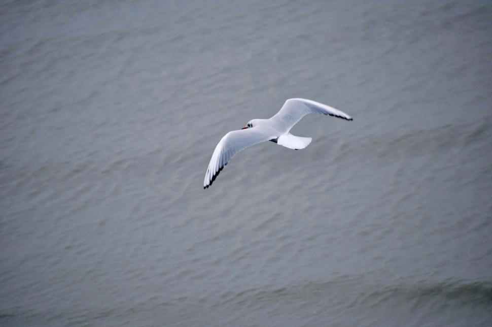 Free Image of Reculver seagulls in Winter6 