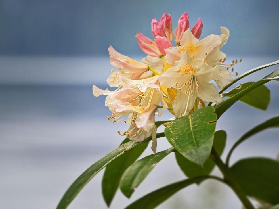 Free Image of Blooming rhododendron close-up soft background 