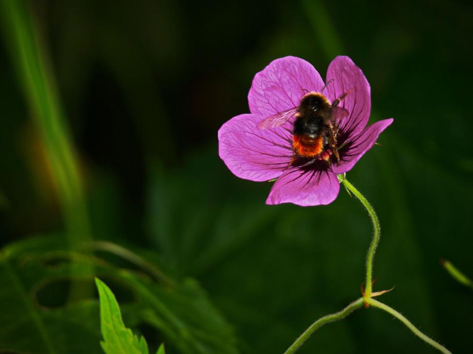 Free Image of Bumblebee on a vibrant purple flower 