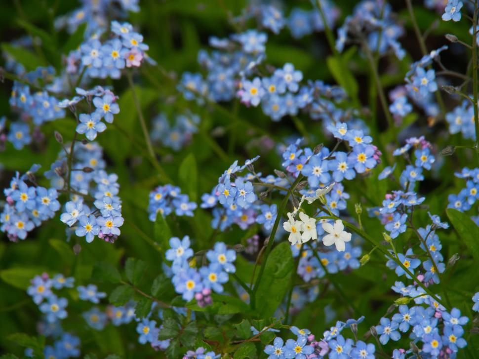 Free Image of Field of delicate forget-me-not flowers 