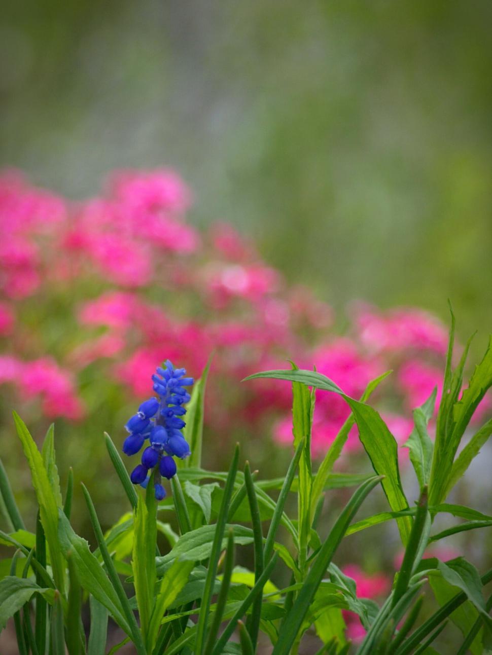 Free Image of Blue flower amidst pink blooms background 