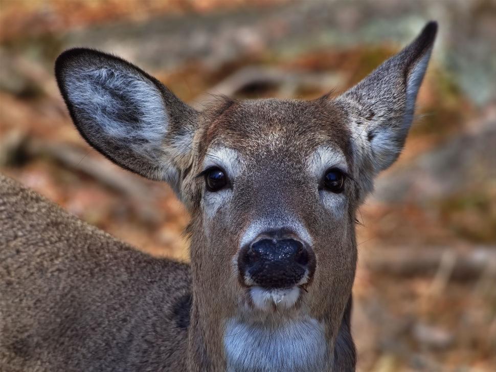 Free Image of Close-up portrait of a wild deer 