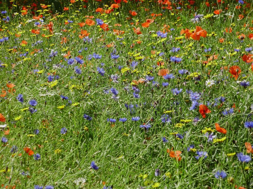Free Image of Wildflower meadow with colorful blossoms 