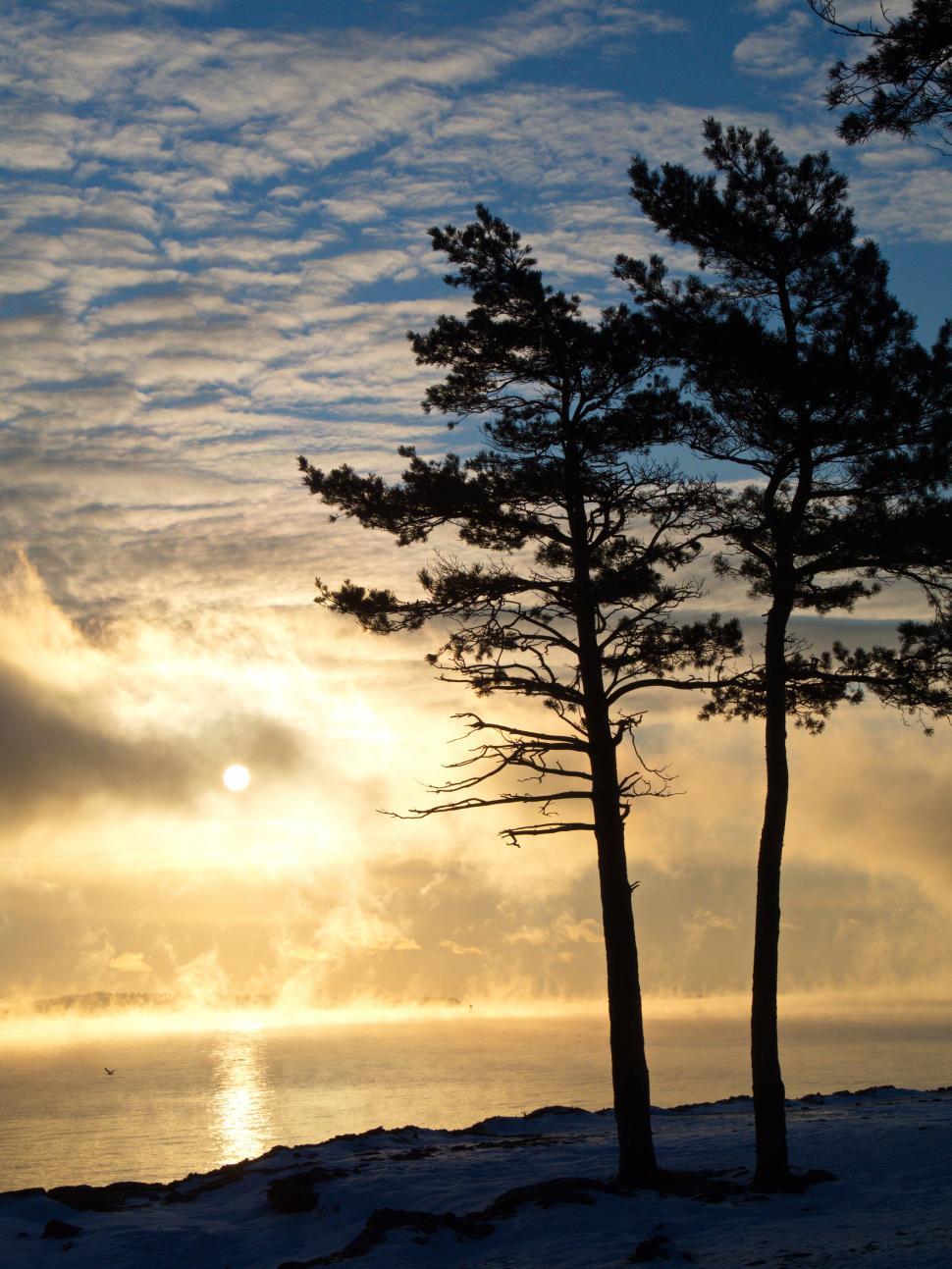 Free Image of Silhouettes of pine trees against sunset 