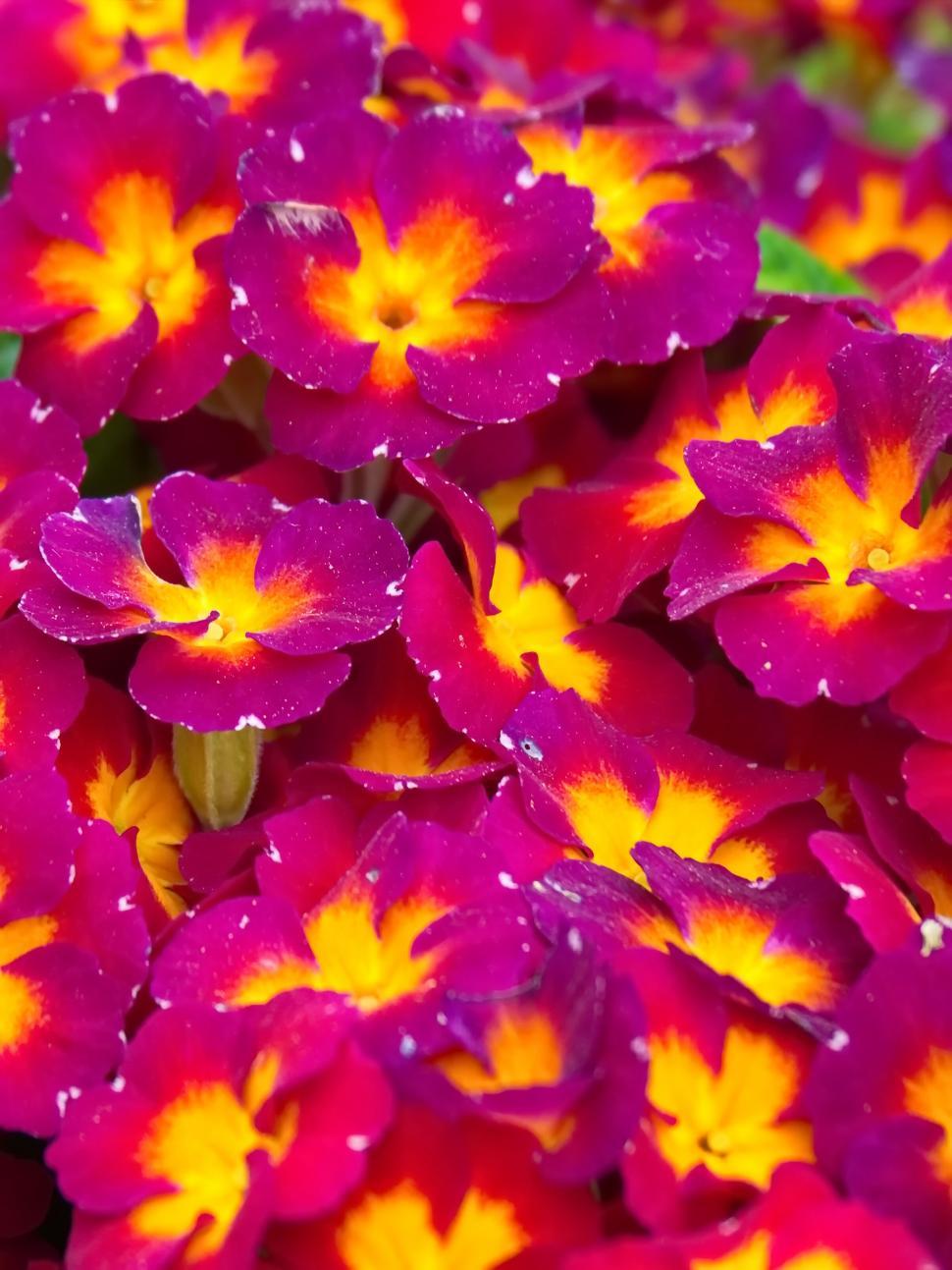 Free Image of Vibrant red and yellow primrose flowers 