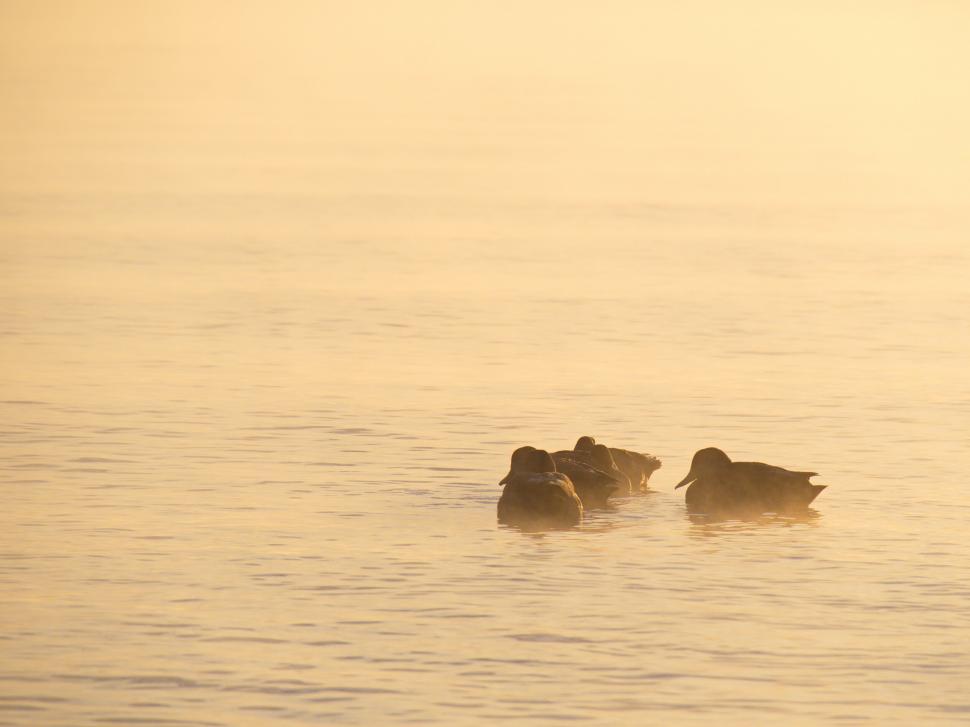 Free Image of Silhouettes of ducks on a misty lake at dawn 