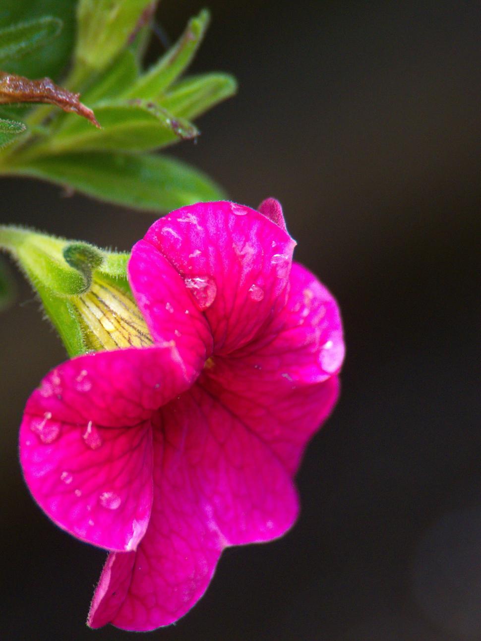 Free Image of Close-up of a dew-covered pink flower petal 