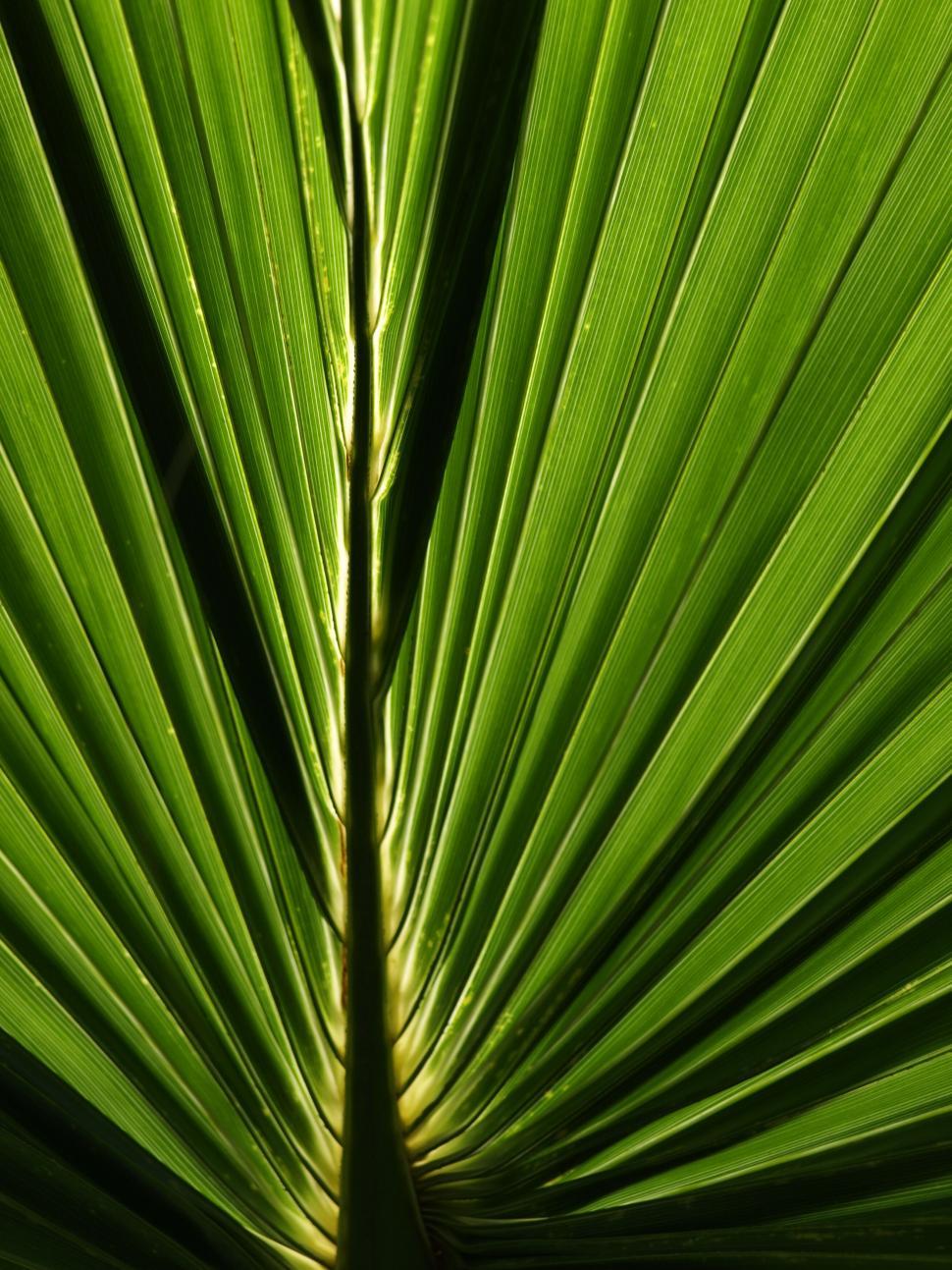 Free Image of Palm leaf texture in detailed close-up 