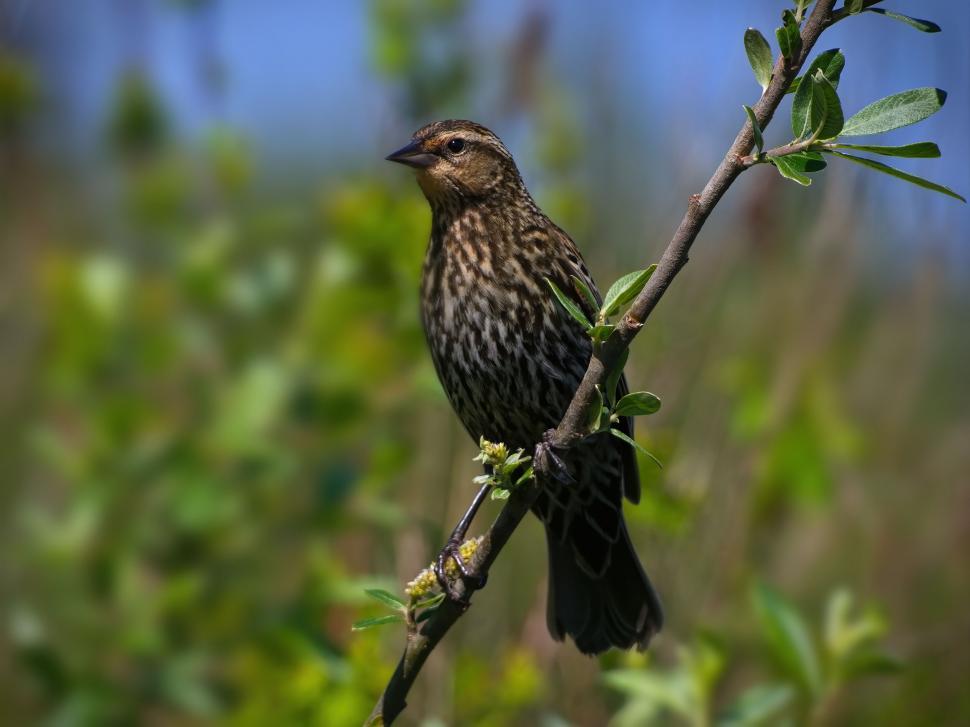Free Image of Bird perched on a branch in nature 