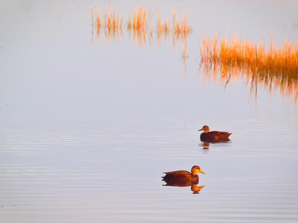 Free Image of Ducks swimming in a golden hour wetland 