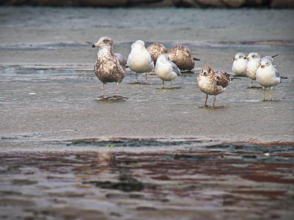 Free Image of Group of seagulls standing on the beach 
