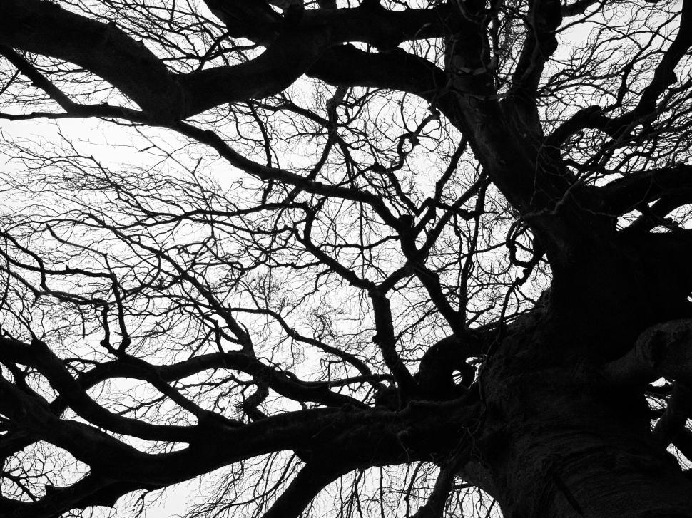 Free Image of Intricate tree branches spreading across the sky 