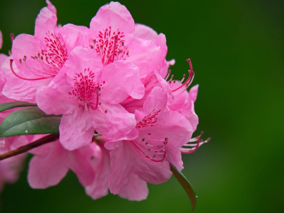 Free Image of Vibrant pink azalea flowers in close-up 