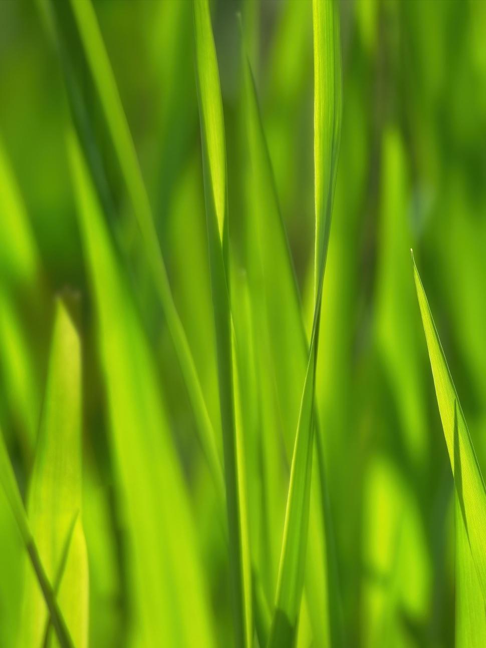 Free Image of Green grass blades up close in sunlight 