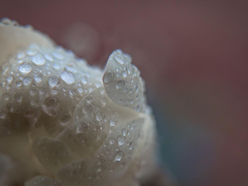Free Image of Macro shot of water droplets on a white flower 