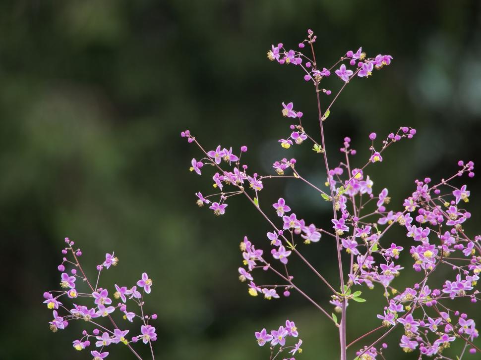 Free Image of Delicate purple wildflowers against green 
