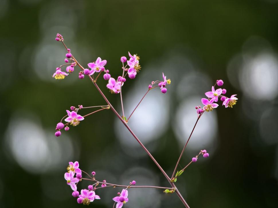 Free Image of Delicate pink flowers on thin stems 