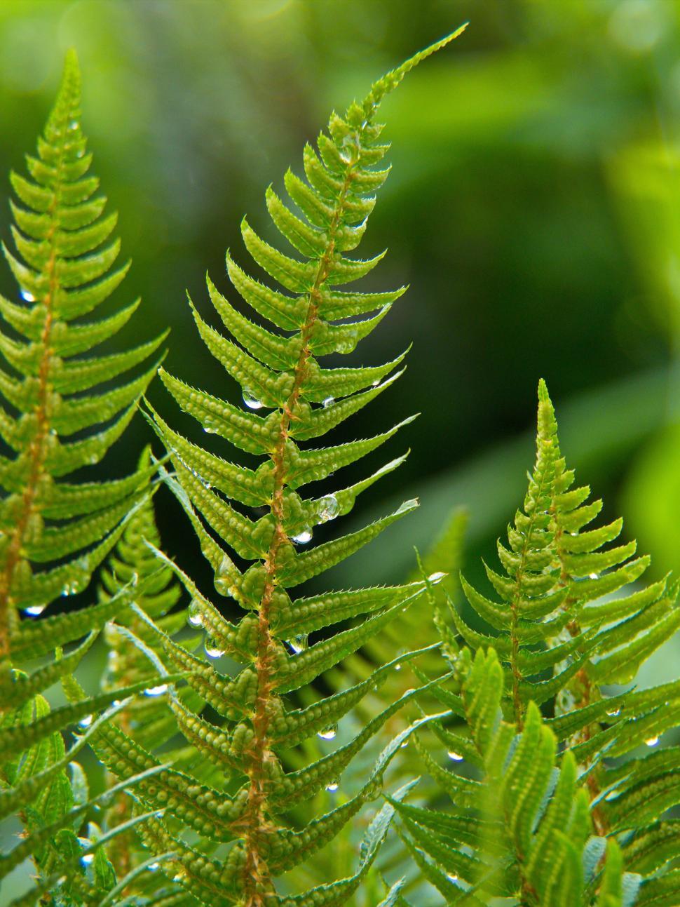 Free Image of Green ferns with water droplets in forest 