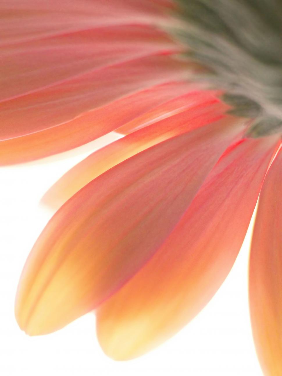 Free Image of Close-up of a vibrant orange gerbera petal 