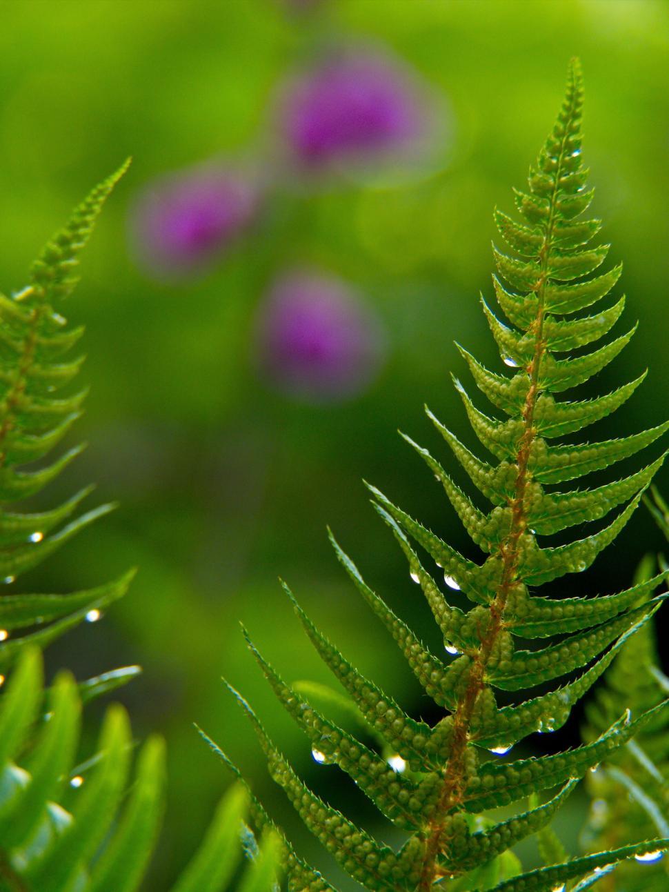 Free Image of Green fern leaf with water drops and flowers 
