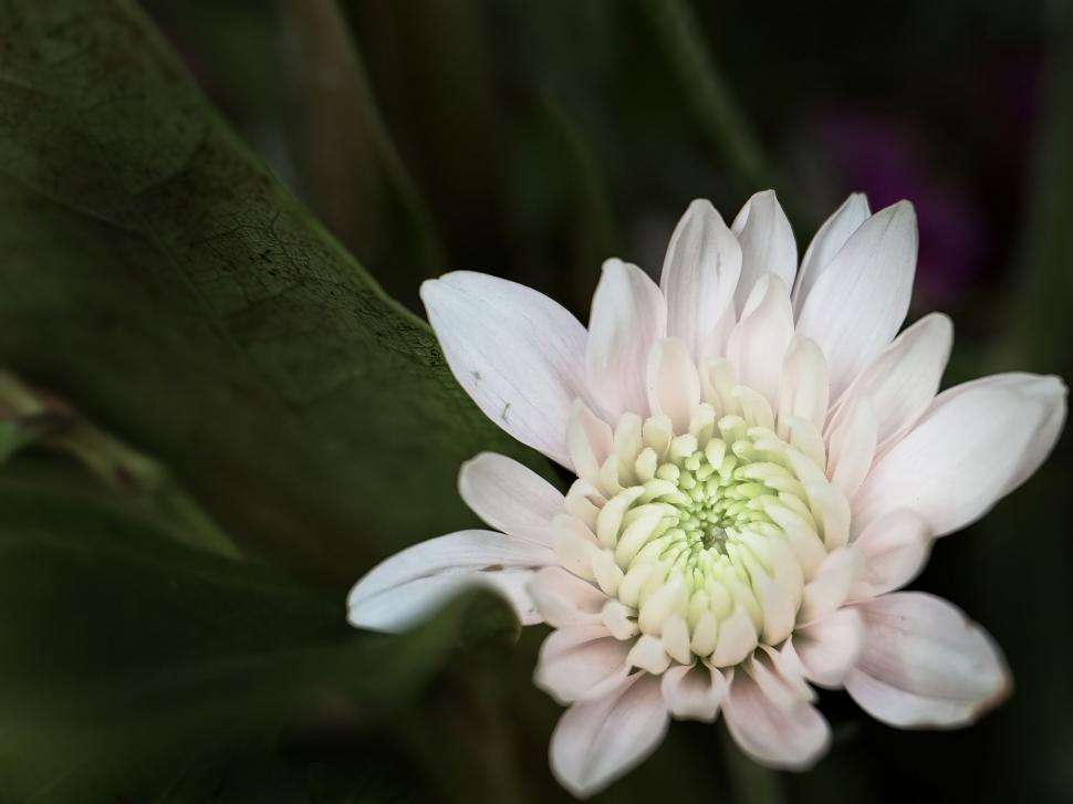 Free Image of White bloom with soft petals and green backdrop 