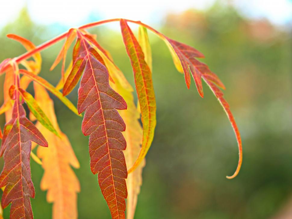 Free Image of Vibrant autumn leaves close-up shot 