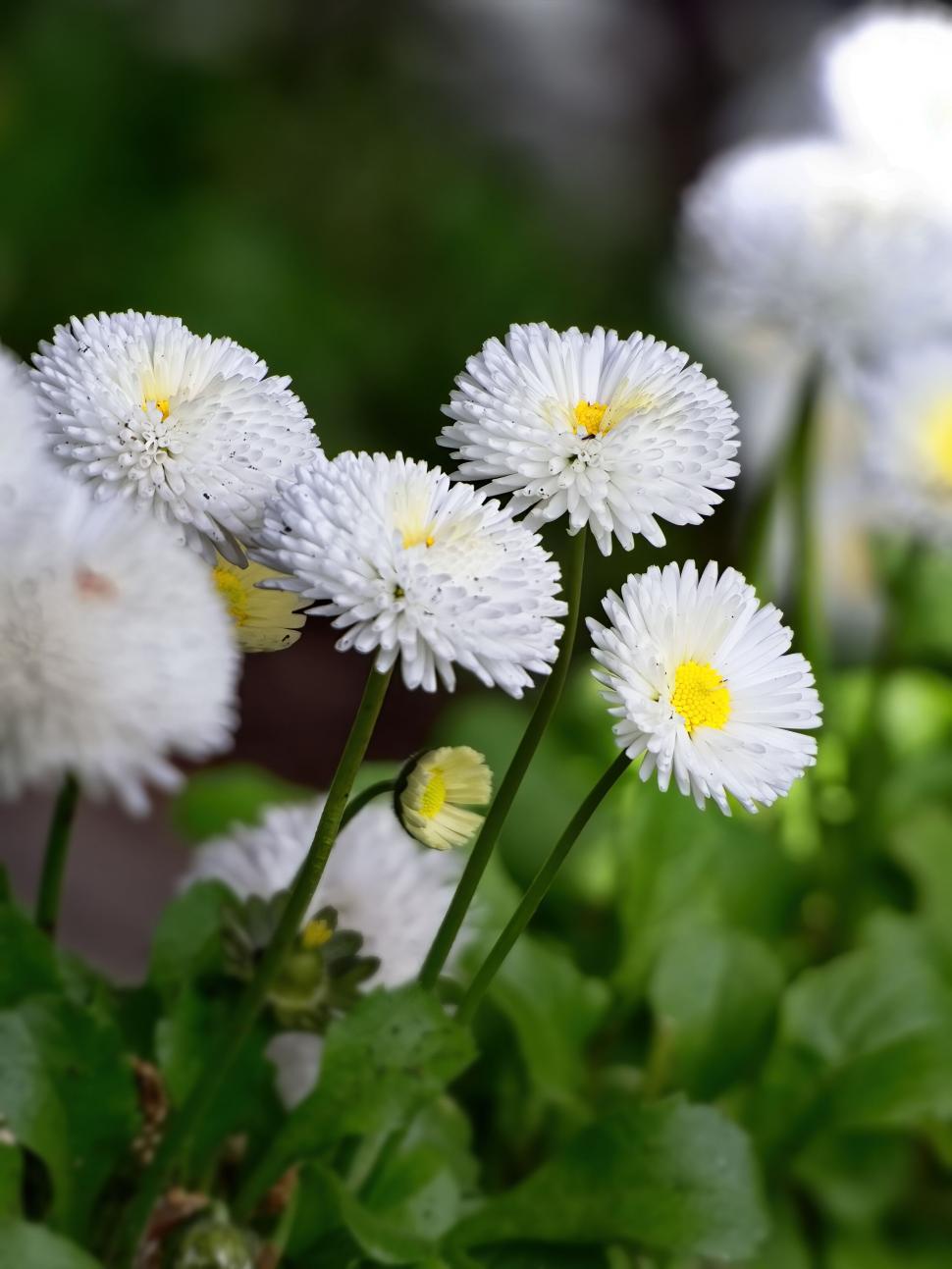 Free Image of White daisy-like flowers with dewdrops 