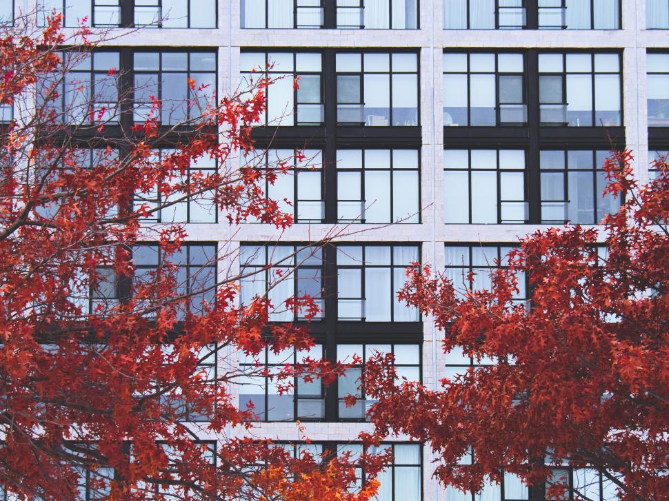 Free Image of Autumn leaves framing modern building windows 