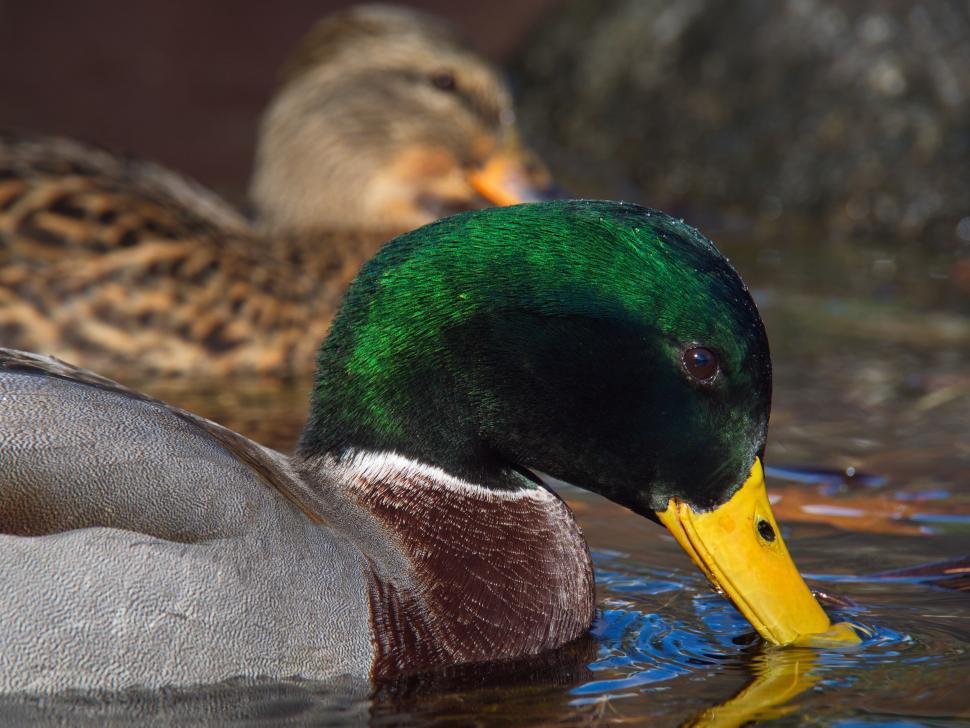 Free Image of Mallard duck swimming in a pond close-up 