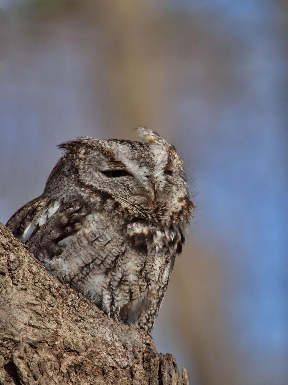 Free Image of Camouflaged owl resting on a tree 
