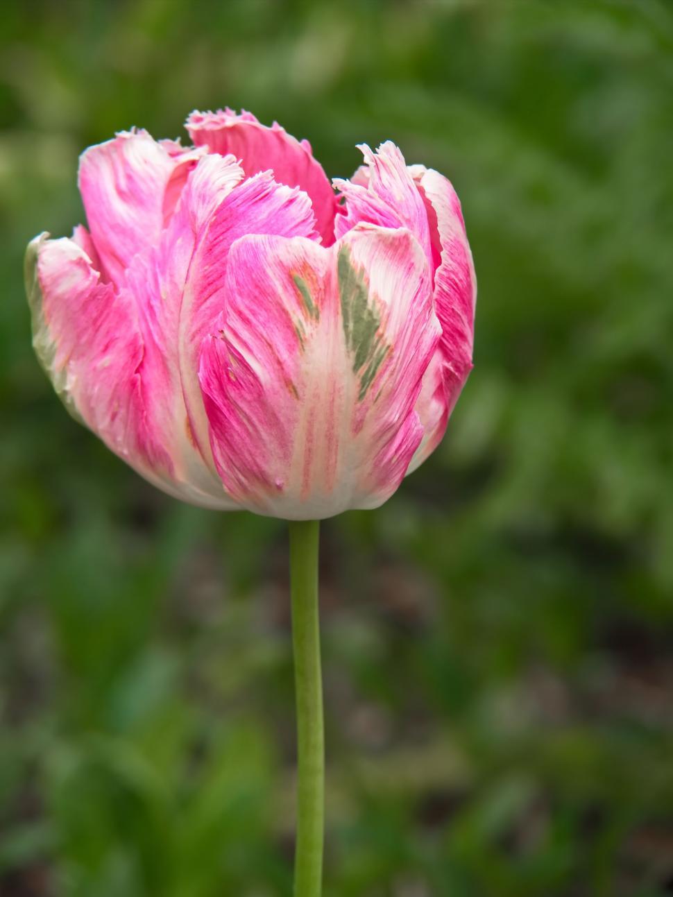 Free Image of Beautiful pink and white tulip in nature 