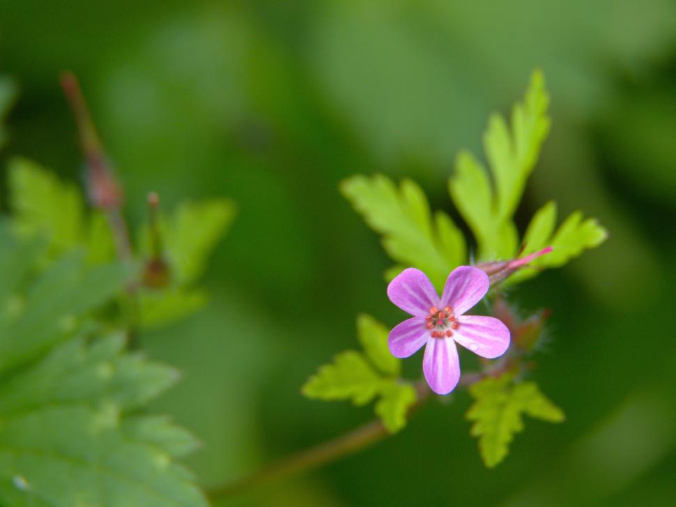 Free Image of Delicate pink wildflower in foliage 