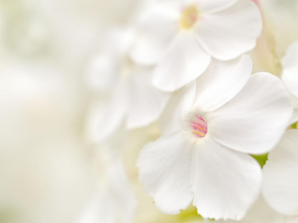 Free Image of Close-up of delicate white flowers 