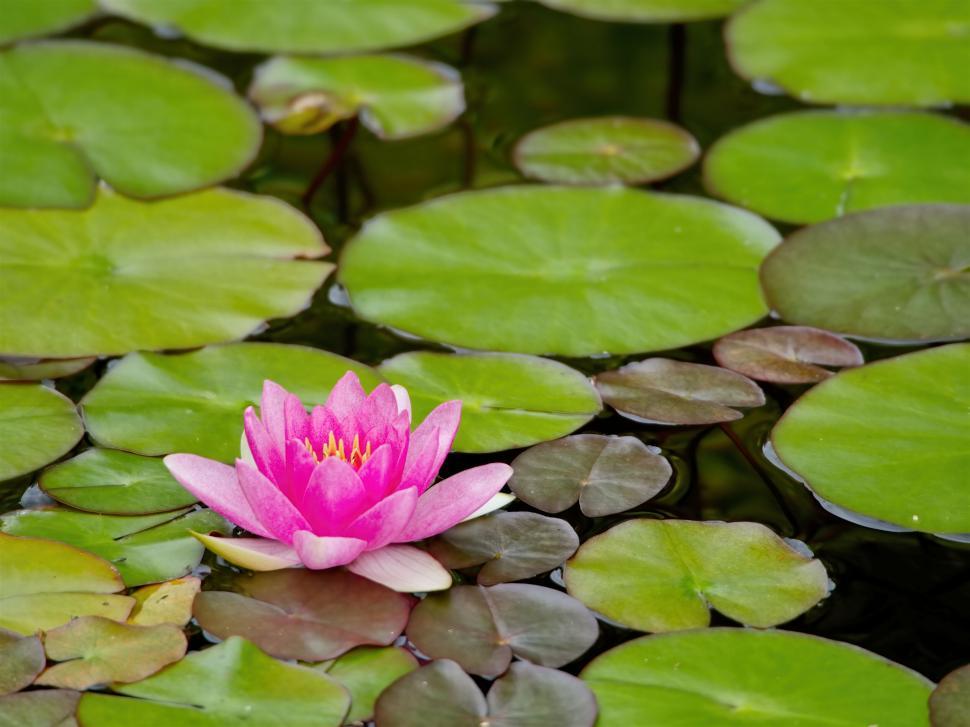 Free Image of Vibrant pink lotus flower among lily pads 